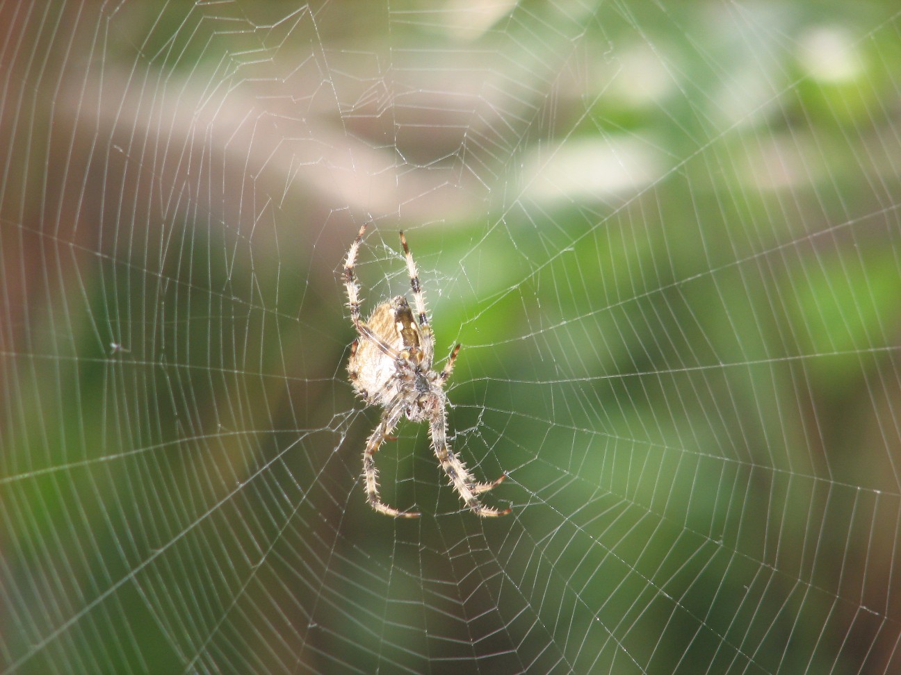 Araneus diadematus
